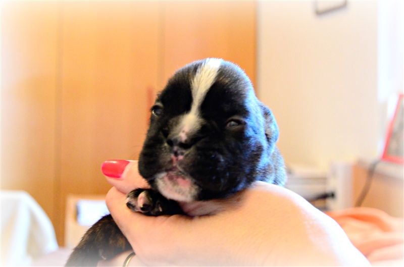 Frankie, 11 days